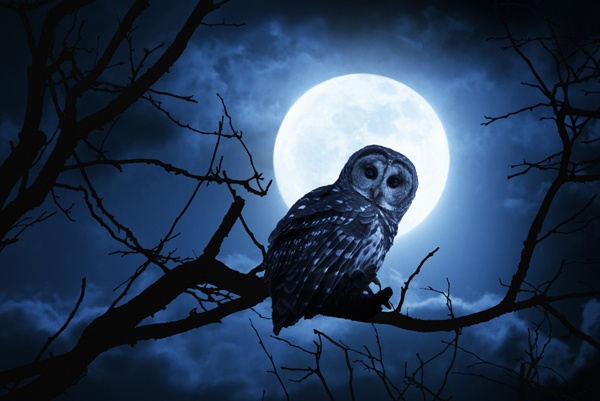 Night Owls, Sheep Counters, and Insomniacs