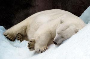 Natural Sleep Aid — Tips for Better Winter Slumber